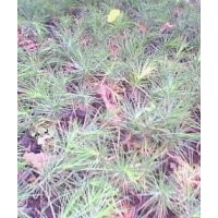 山西白皮松種子，山西白皮松種子，山西白皮松種子價格產(chǎn)地