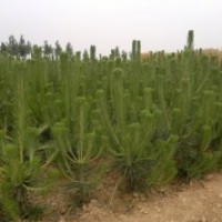 出售黑松油松側(cè)柏苗木