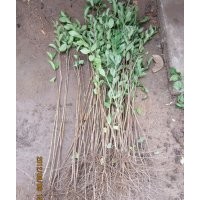 1米高紫薇苗 批發(fā)紫薇幼苗 大量批發(fā)紫薇樹苗