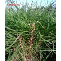 甘肅平?jīng)雒缒?，油松臨床苗，油松小苗，油松大田苗。