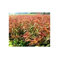 紅葉碧桃=供應(yīng)紅葉碧桃苗=一年紅葉碧桃小苗=紅葉碧桃苗價格