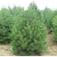 山西運(yùn)城供應(yīng)白皮松