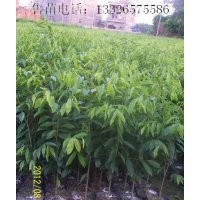 出售沉香苗/沉香小苗/沉香大杯苗/廣東沉香苗/沉香袋裝小苗/沉香