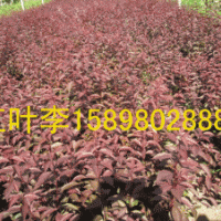 紅葉李 金葉復(fù)葉槭