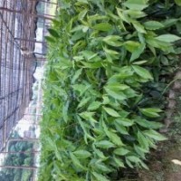 沉香苗，沉香大杯苗出售【長期】