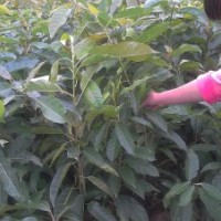 重慶供應(yīng)各種綠化種苗黃葛樹(shù),紫薇,桂花