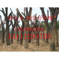 2012年低價出售1-8米白皮松8公分國槐