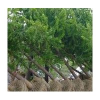 常年供應(yīng)銀杏樹