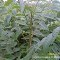 大棚香椿樹(shù)苗 大棚香椿樹(shù)苗品種 大棚香椿樹(shù)苗價(jià)格