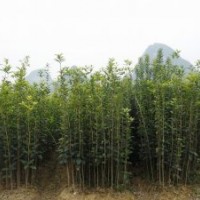 桂滿園]供應(yīng)3年桂花苗，桂花樹苗