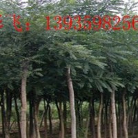 供應(yīng)山西綠化苗國槐苗1米國槐苗國槐一年苗