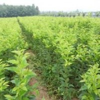 當(dāng)年生紅楓、櫻花大量出售