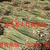 低投資高收益,2012最新致富項(xiàng)目--陜西上林竹柳