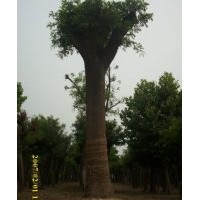 山東國(guó)槐種植基地