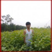 大量供應(yīng)各種綠化苗木和果樹小苗核桃苗,國(guó)槐苗,山楂苗