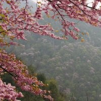 產(chǎn)地觀賞喬木綠化苗木巨紫荊小苗供應(yīng)