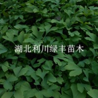 供應(yīng)銀杏樹小苗銀杏苗 湖北銀杏樹苗價(jià)格 銀杏價(jià)格