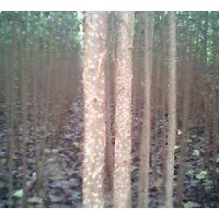 1-10公分速生楊107山東綠洲苗木繁育基地供應