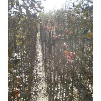 一年生、兩年生北美海棠綠化彩葉嫁接小苗