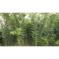 速生柳速生國槐速生白蠟速生法桐合歡臭椿找冠縣解振國