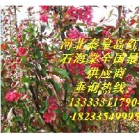 北美系列-紅寶石海棠、絢麗海棠、亞當(dāng)海棠、