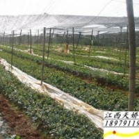 插桂花小苗、香樟小苗、紅葉石楠--江西天嬌苗木