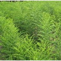 國(guó)槐小苗優(yōu)質(zhì)價(jià)格低苗好