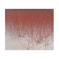 大量出售美國變色龍須柳