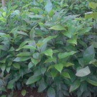 供應(yīng)黃葛樹(shù)苗紫薇苗天竺桂苗三葉樹(shù)苗欒樹(shù)苗