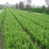 優(yōu)質(zhì)龍柏苗