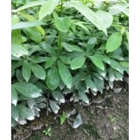 江西楨楠杯苗，營(yíng)養(yǎng)袋楠木秒