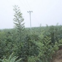 供應(yīng)速生國槐半成品