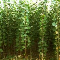 供應(yīng)一年生107、108速生楊