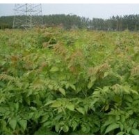 河北欒樹(shù)小苗 北京欒樹(shù)小苗 保定欒樹(shù)小苗