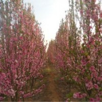 菊花碧桃，二喬碧桃，龍柱碧桃，西府海棠，北美海棠，紅葉李，紫