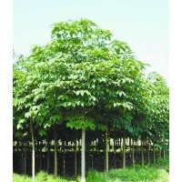 七葉樹、（新品種）核桃樹供應(yīng)