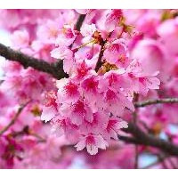 泰安櫻花苗木供應(yīng)