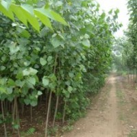 低價(jià)供應(yīng)國槐，刺槐，速生楊，毛白楊