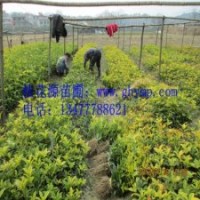 苗圃桂花樹苗批發(fā)30-50CM金桂、銀桂、八月桂300珠包郵