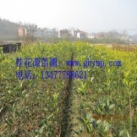 苗圃桂花樹苗批發(fā)120-150CM金桂、銀桂、八月桂300珠包郵