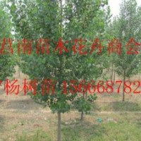 供應(yīng)107楊樹苗