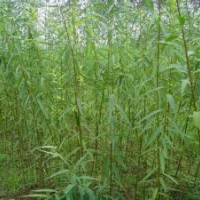 優(yōu)質竹柳樹苗|山東優(yōu)質竹柳樹苗|，誠信為本