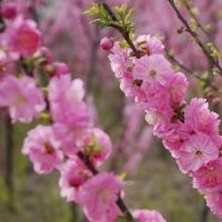 優(yōu)質(zhì)榆葉梅樹苗|山東優(yōu)質(zhì)榆葉梅樹苗|就知道，誠(chéng)信為本