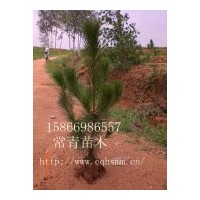 供應(yīng)黑松小苗