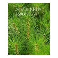 山東樟子松苗圃基地出售樟子松小苗