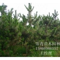 常年低價銷售【黑松樹苗，黑松營養(yǎng)杯苗】