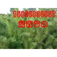 供應(yīng)【黑松小苗，黑松樹苗】