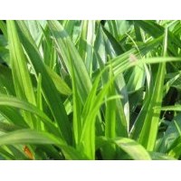 出售吉祥草高度：40-50公分