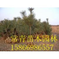 銷售大量黑松樹苗