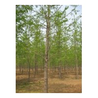 供應(yīng)銀杏小苗
